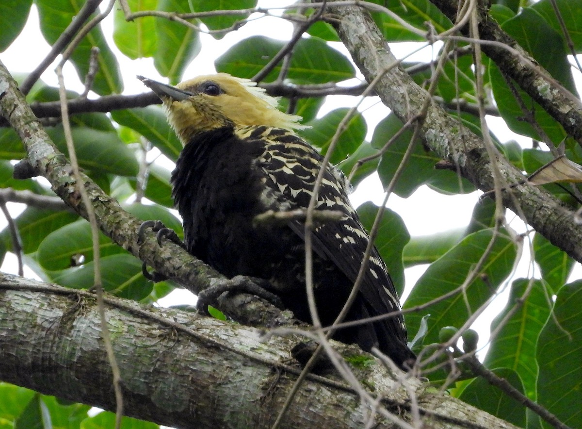 Blond-crested Woodpecker - ML477370881