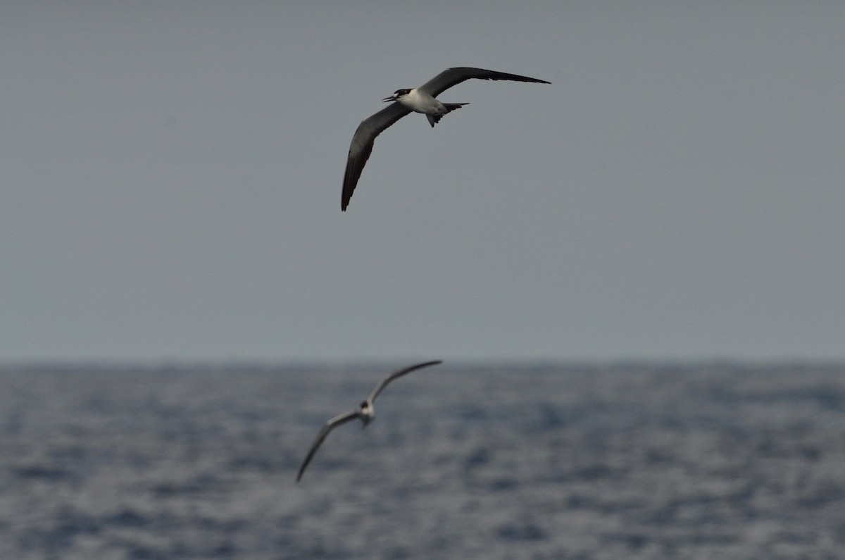 ebird-checklist-20-aug-2022-hatteras-pelagic-on-the-shelf