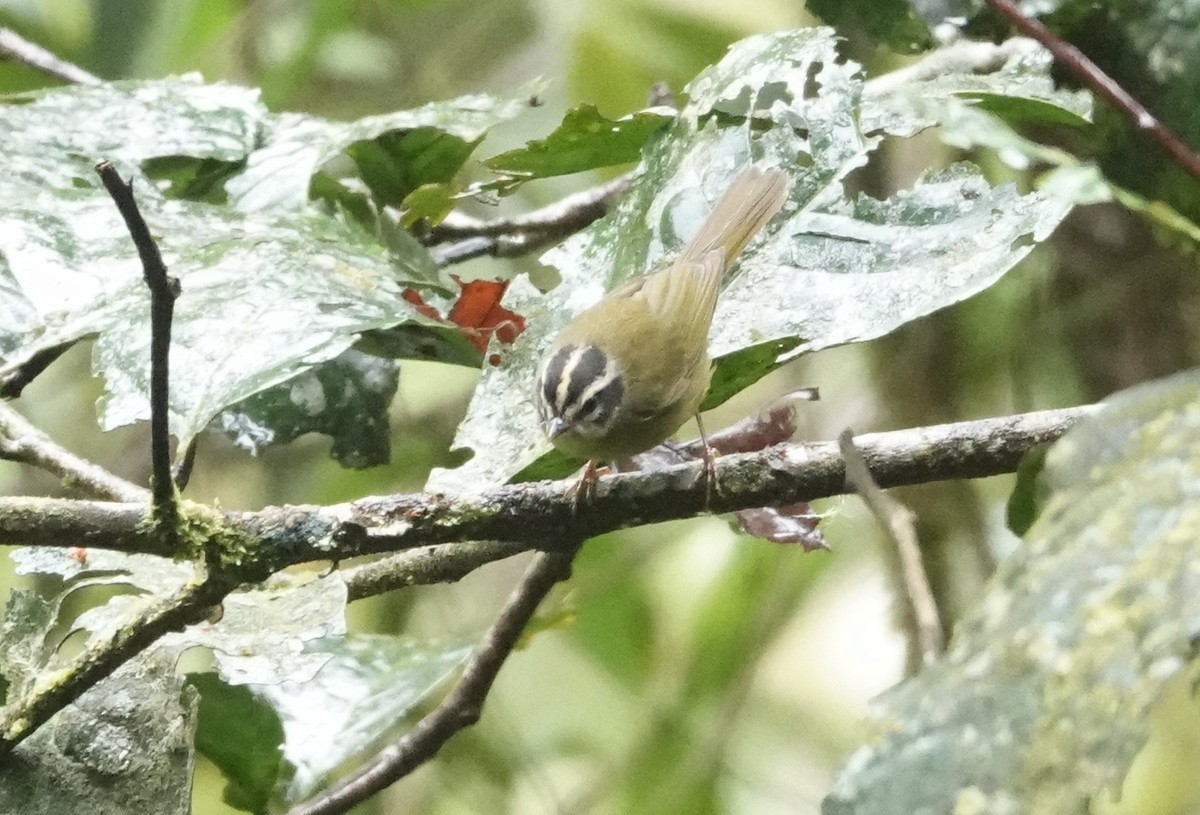 ML477372691 Three-striped Warbler Macaulay Library