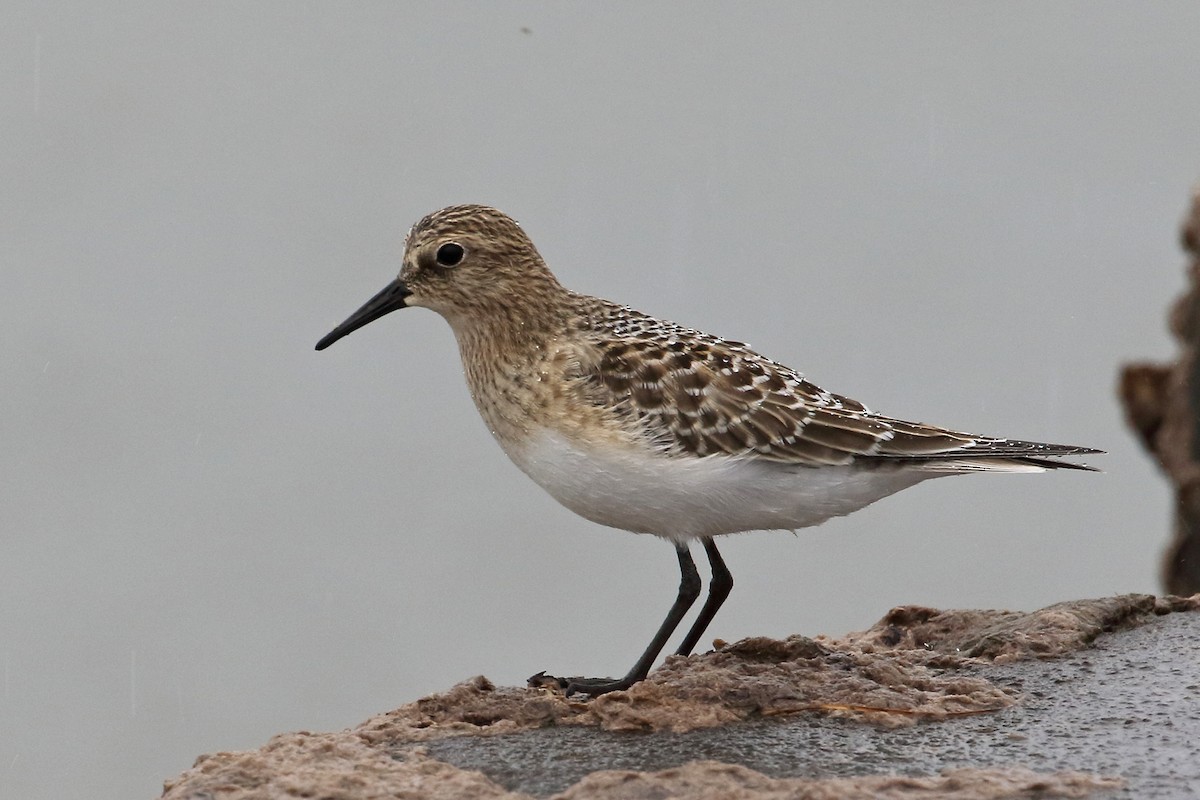 ML477373871 Baird's Sandpiper Macaulay Library