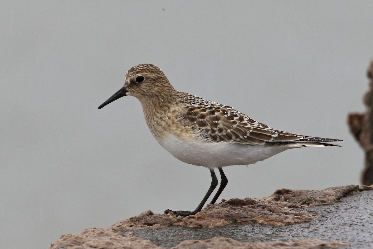 Ml477373871 - Baird's Sandpiper - Macaulay Library