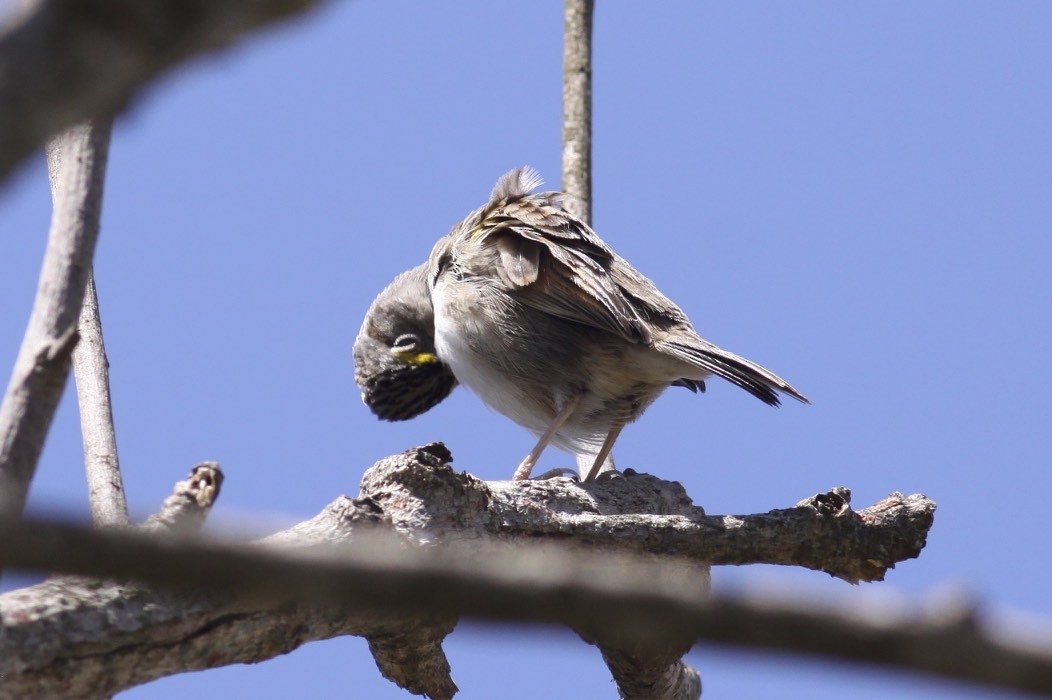 Grassland Sparrow - ML47737771