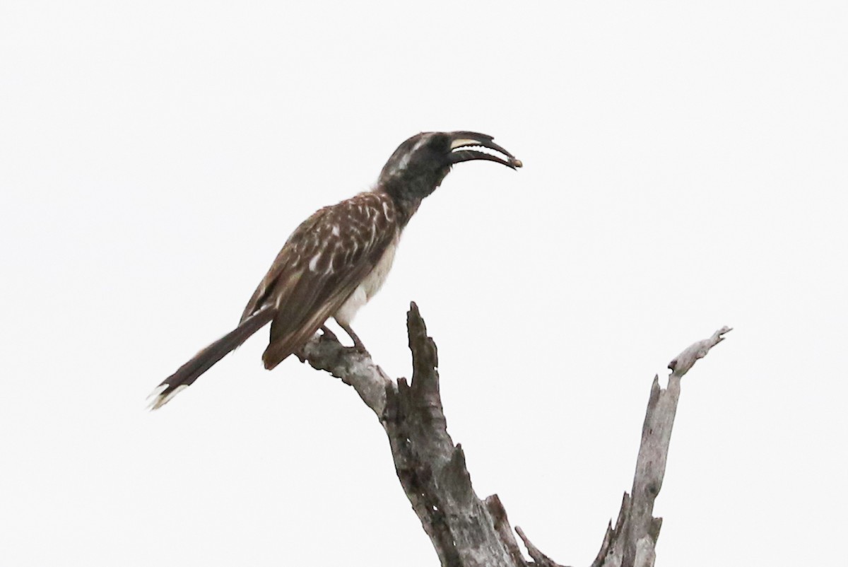 African Gray Hornbill - ML47738081
