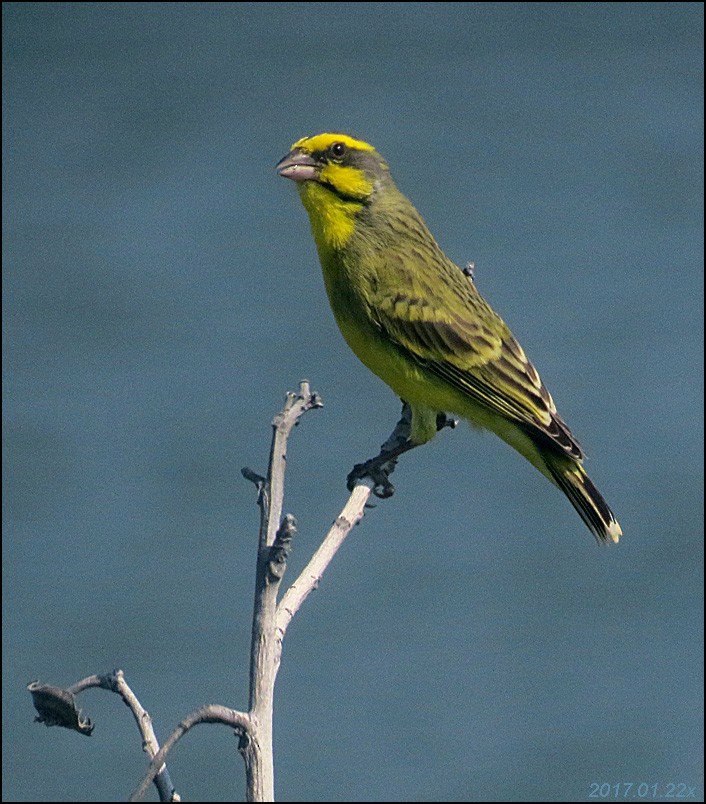 Yellow-fronted Canary - ML47738151