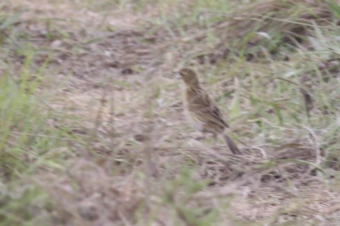 Ochre-breasted Pipit - ML47738961