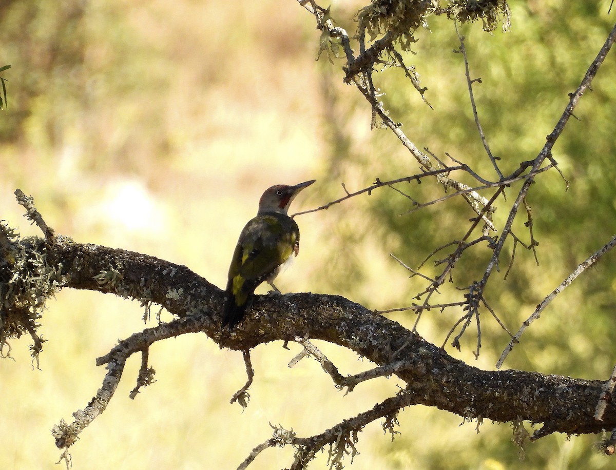 Iberian Green Woodpecker - Alfonso Rodrigo