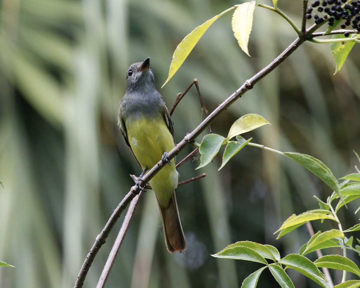 Great Crested Flycatcher - ML477393511