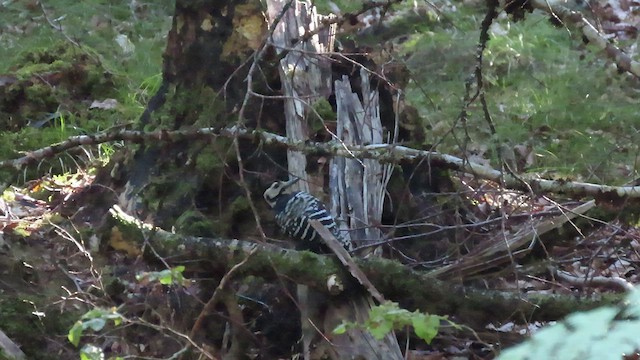 White-backed Woodpecker (Lilford's) - ML477396771