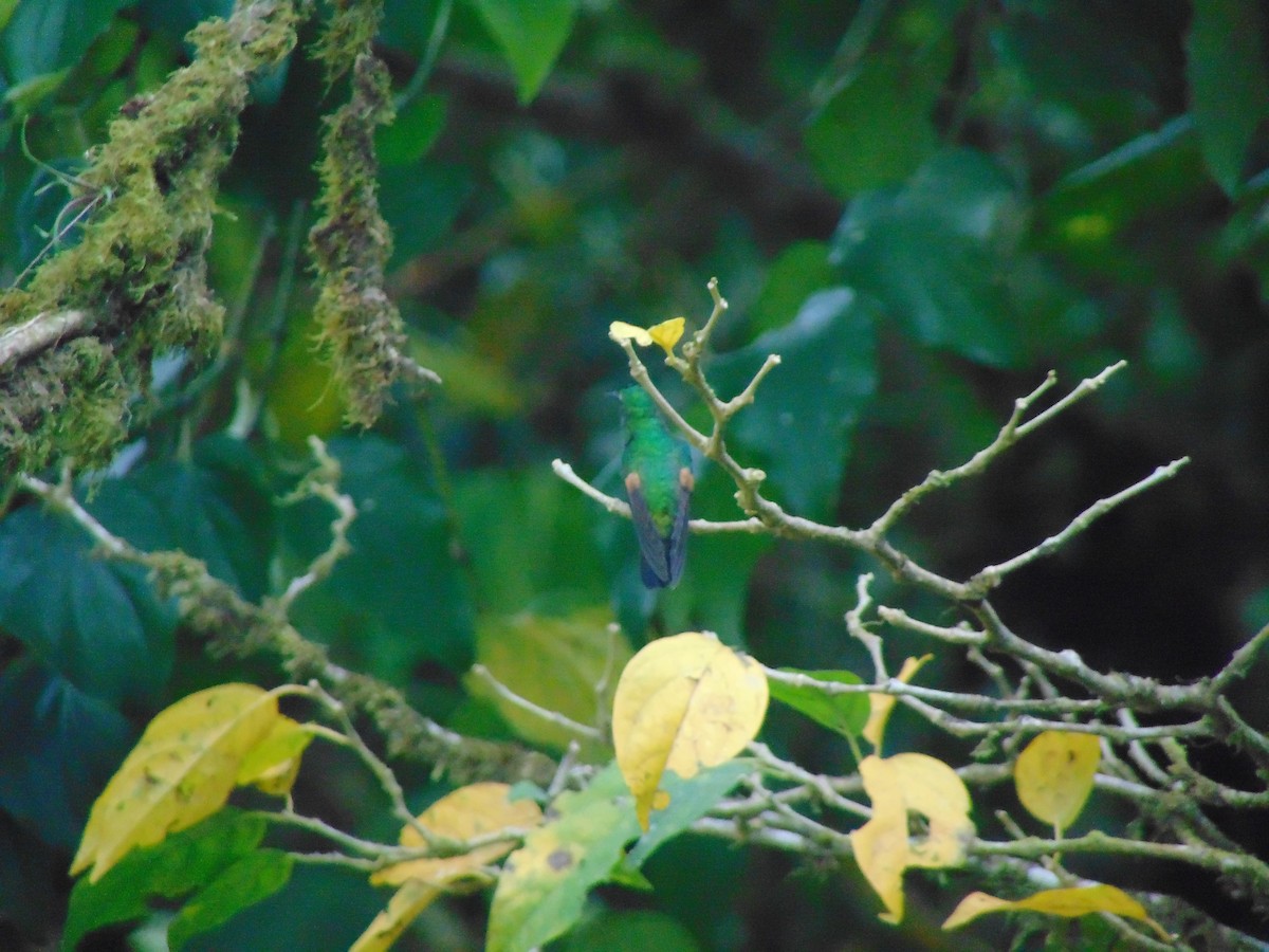 Stripe-tailed Hummingbird - Enrique Varela