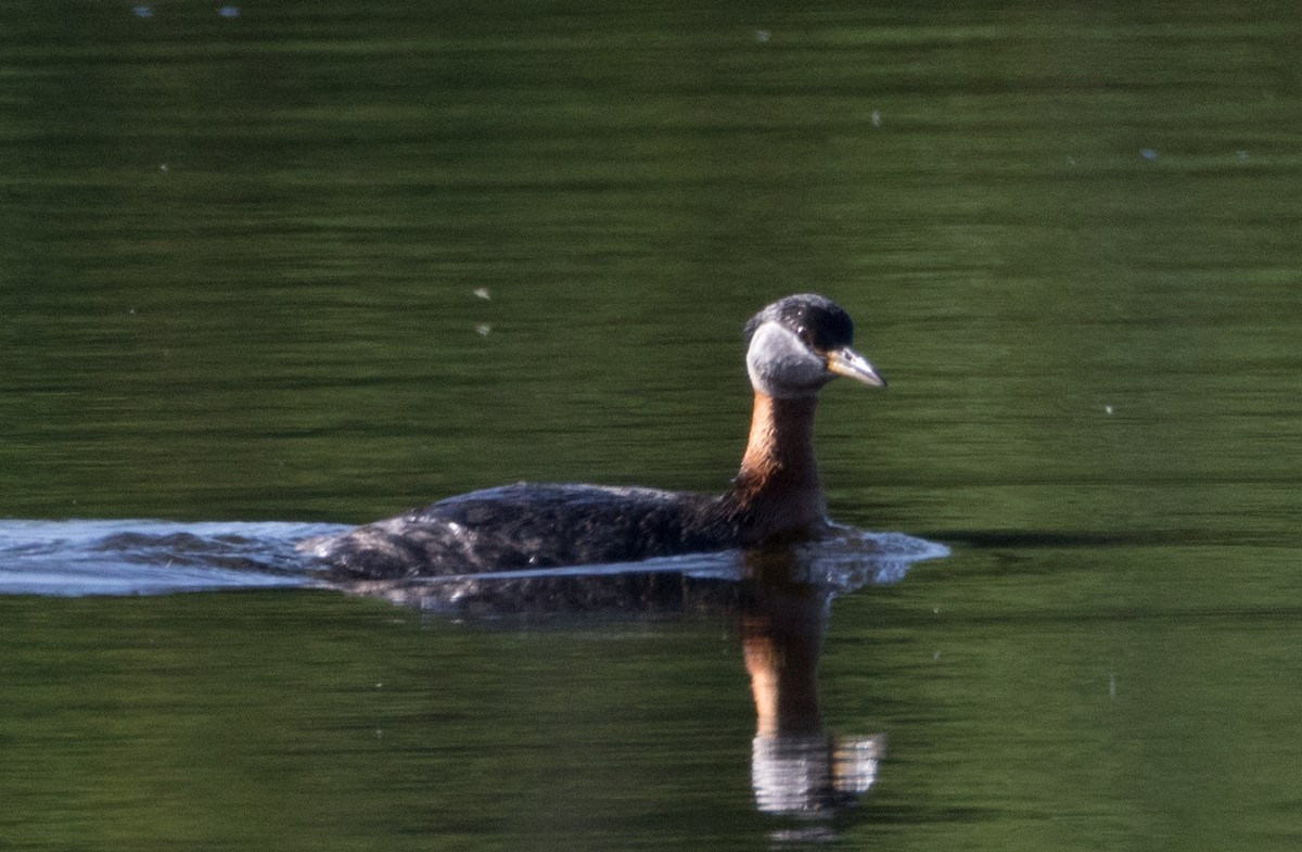 Red-necked Grebe - ML477402311