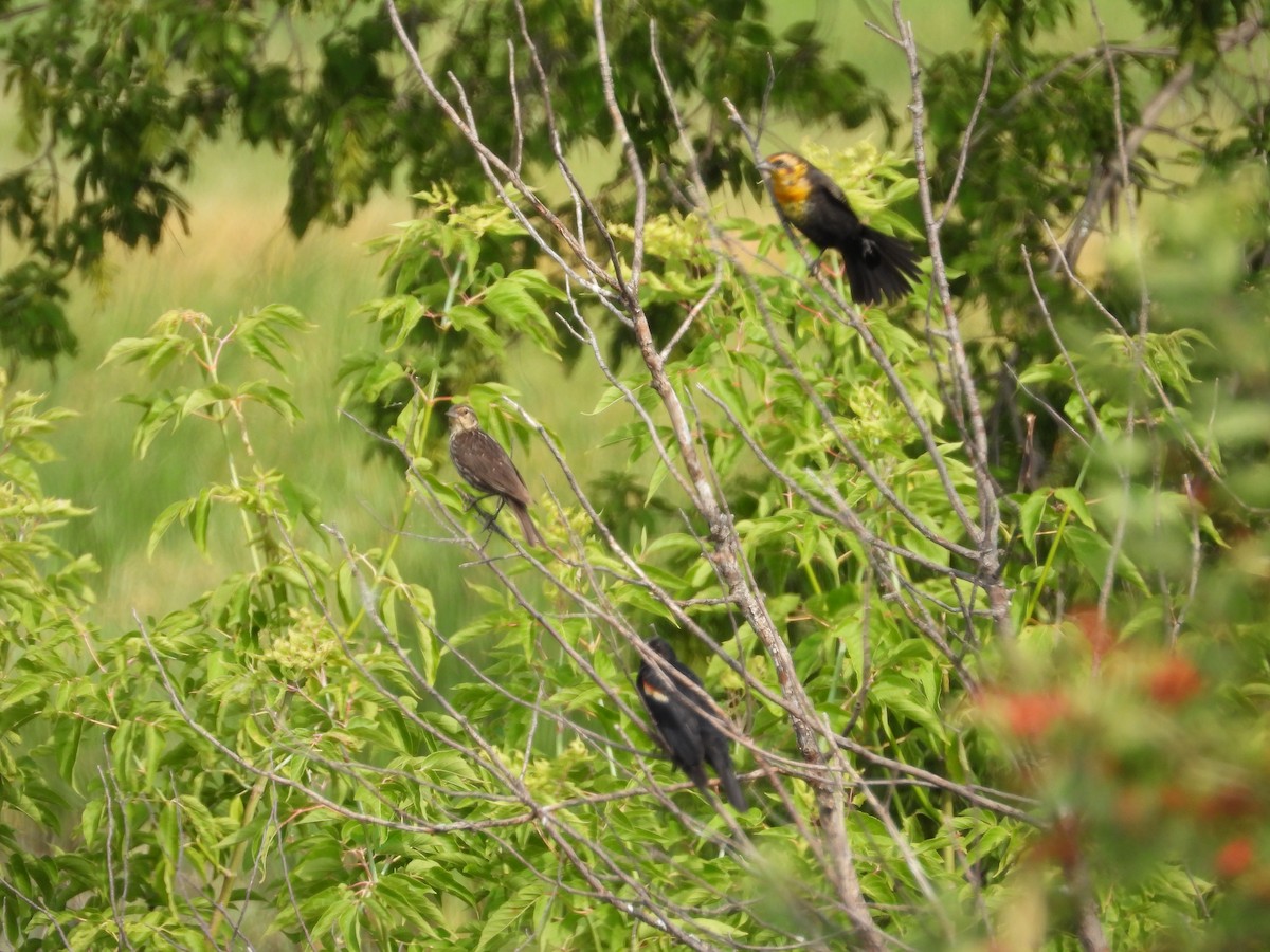 Yellow-headed Blackbird - ML477403061