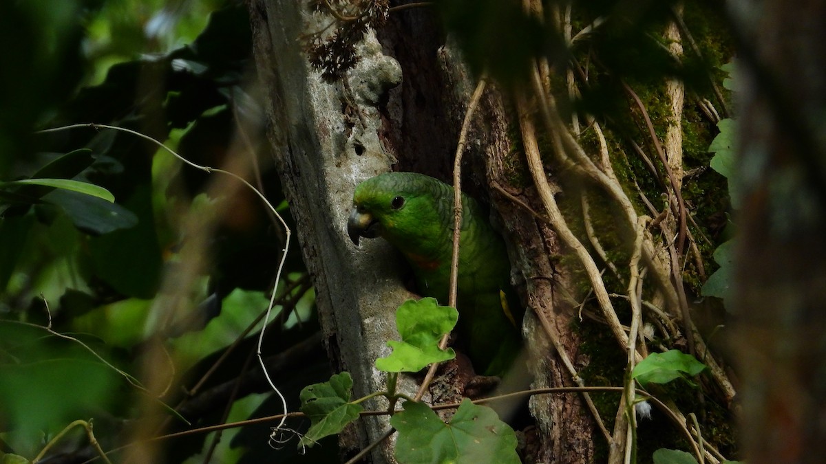 Scaly-naped Parrot - ML477407151
