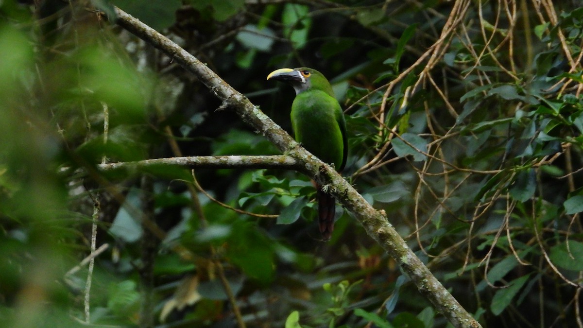 Southern Emerald-Toucanet (Andean) - Jorge Muñoz García   CAQUETA BIRDING