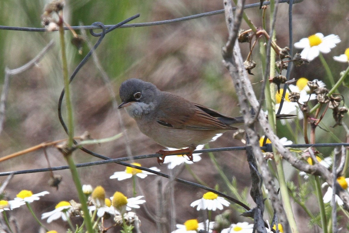 Spectacled Warbler - ML47740981
