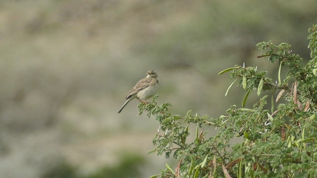 African Pipit - ML477411171