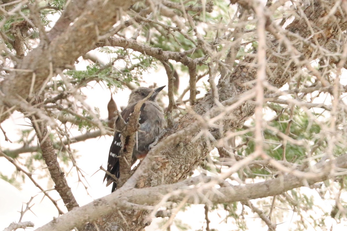 Arabian Woodpecker - ML477411561