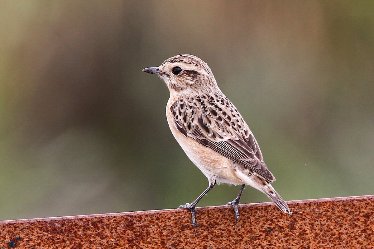 Whinchat - ML47741271