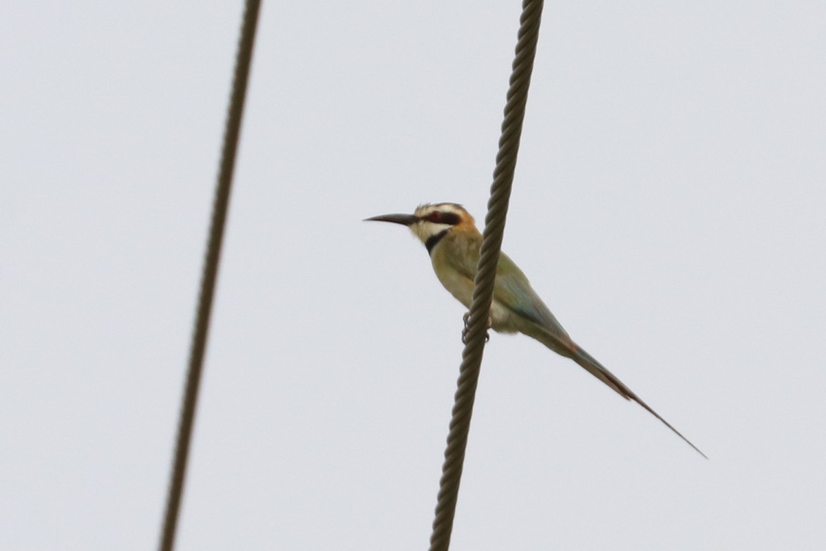 White-throated Bee-eater - ML477413591