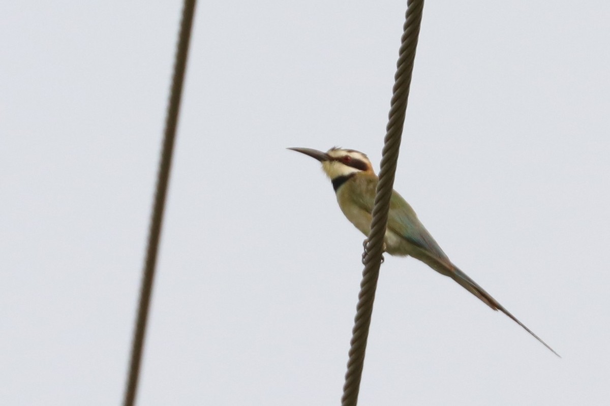 White-throated Bee-eater - ML477413621