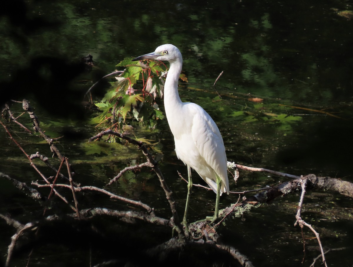 Maine eBird Checklist - 22 Aug 2022 - Unity Pond - 46 species