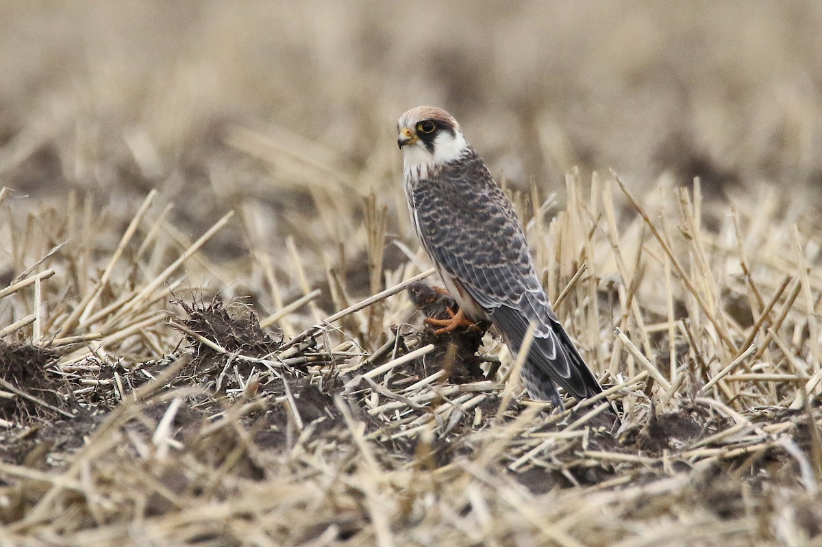 Red-footed Falcon - Zbigniew Kajzer