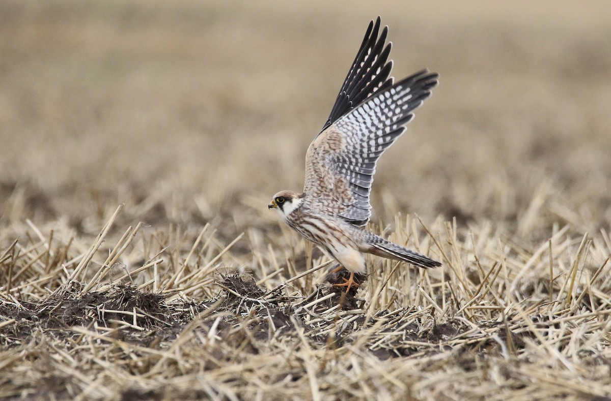 Red-footed Falcon - ML477424831