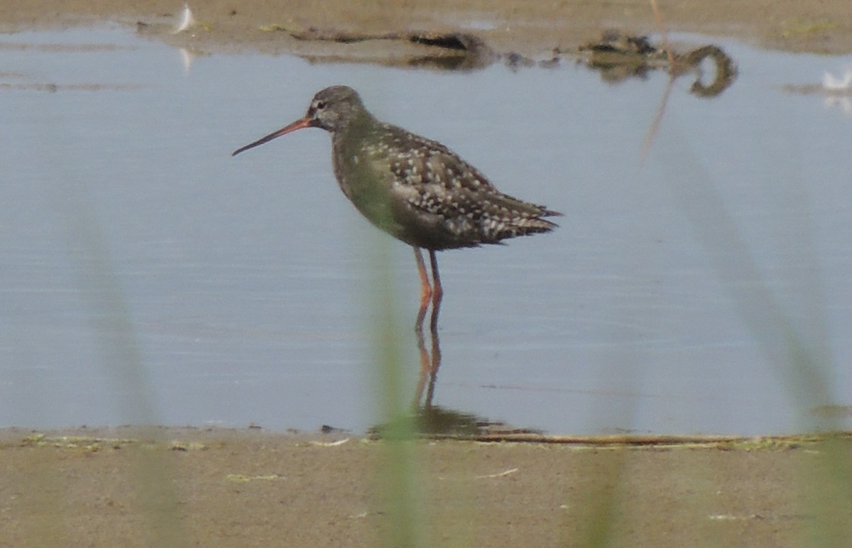 Spotted Redshank - ML477425351