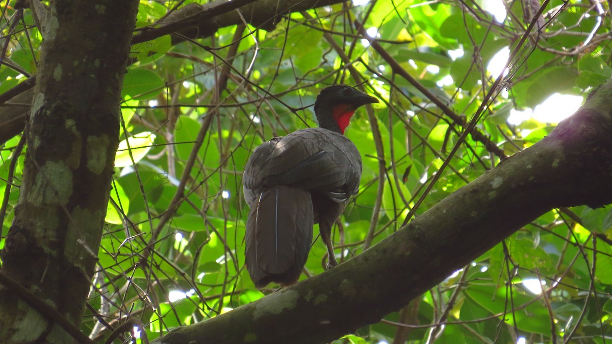 Crested Guan - ML477428821