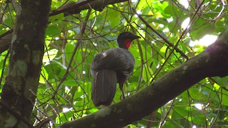 Crested Guan, ML477428821
