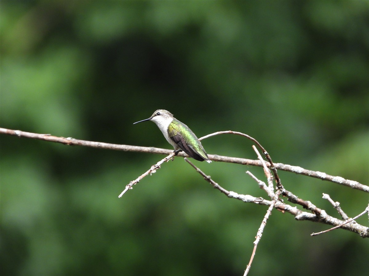 eBird Checklist - 21 Aug 2022 - 1 Oro-Medonte-- Yard - 30 species