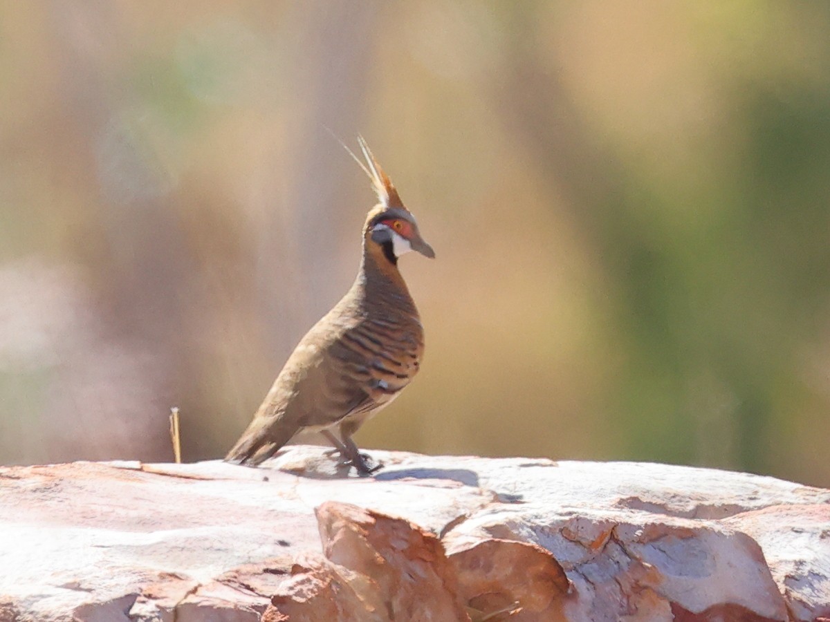 Spinifex Pigeon - ML477456831