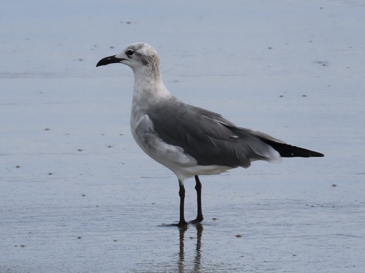 Laughing Gull - Green Blood