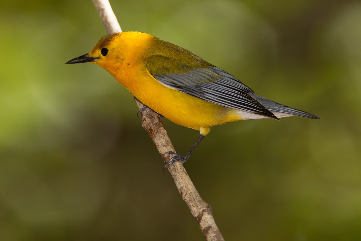 Prothonotary Warbler - ML477462051