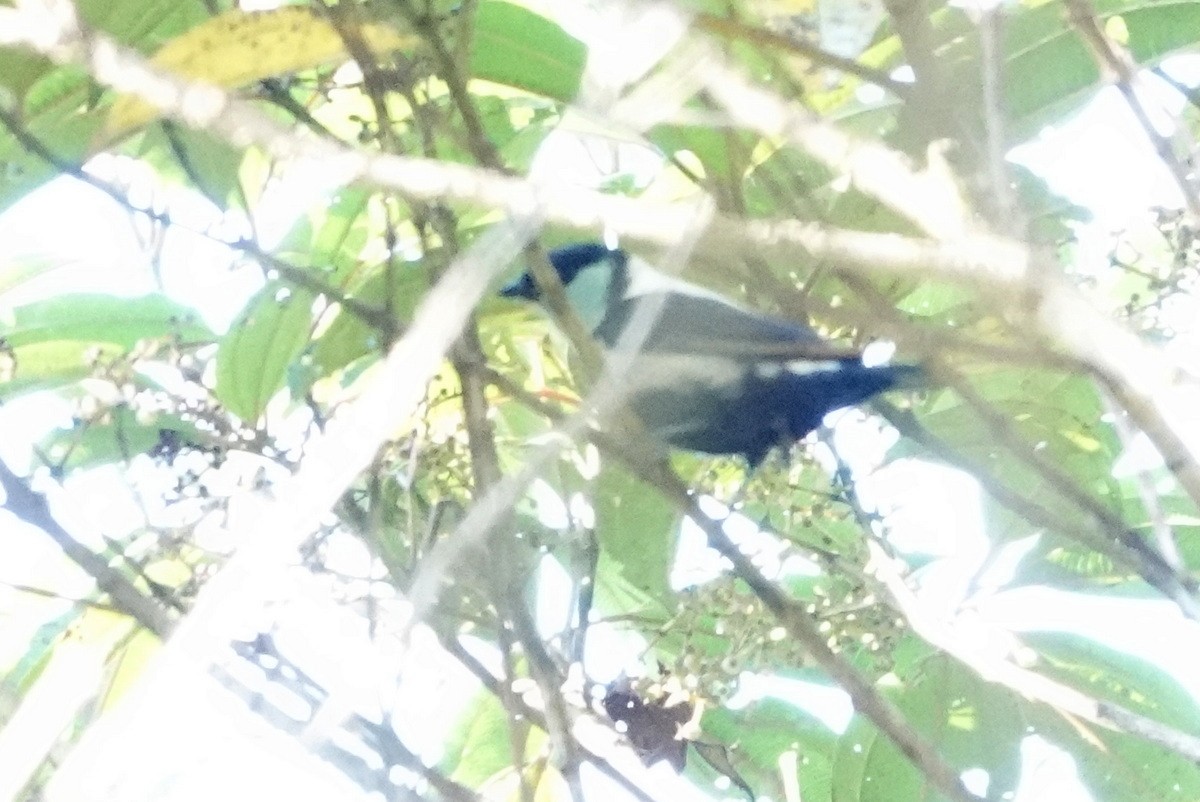 Green-throated Tanager - ML477463491