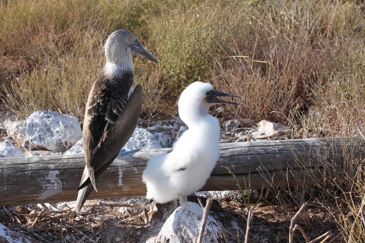 Blue-footed Booby - ML477464581