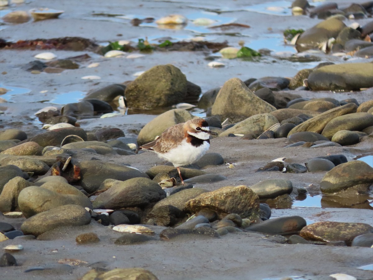 Collared Plover - ML477464991