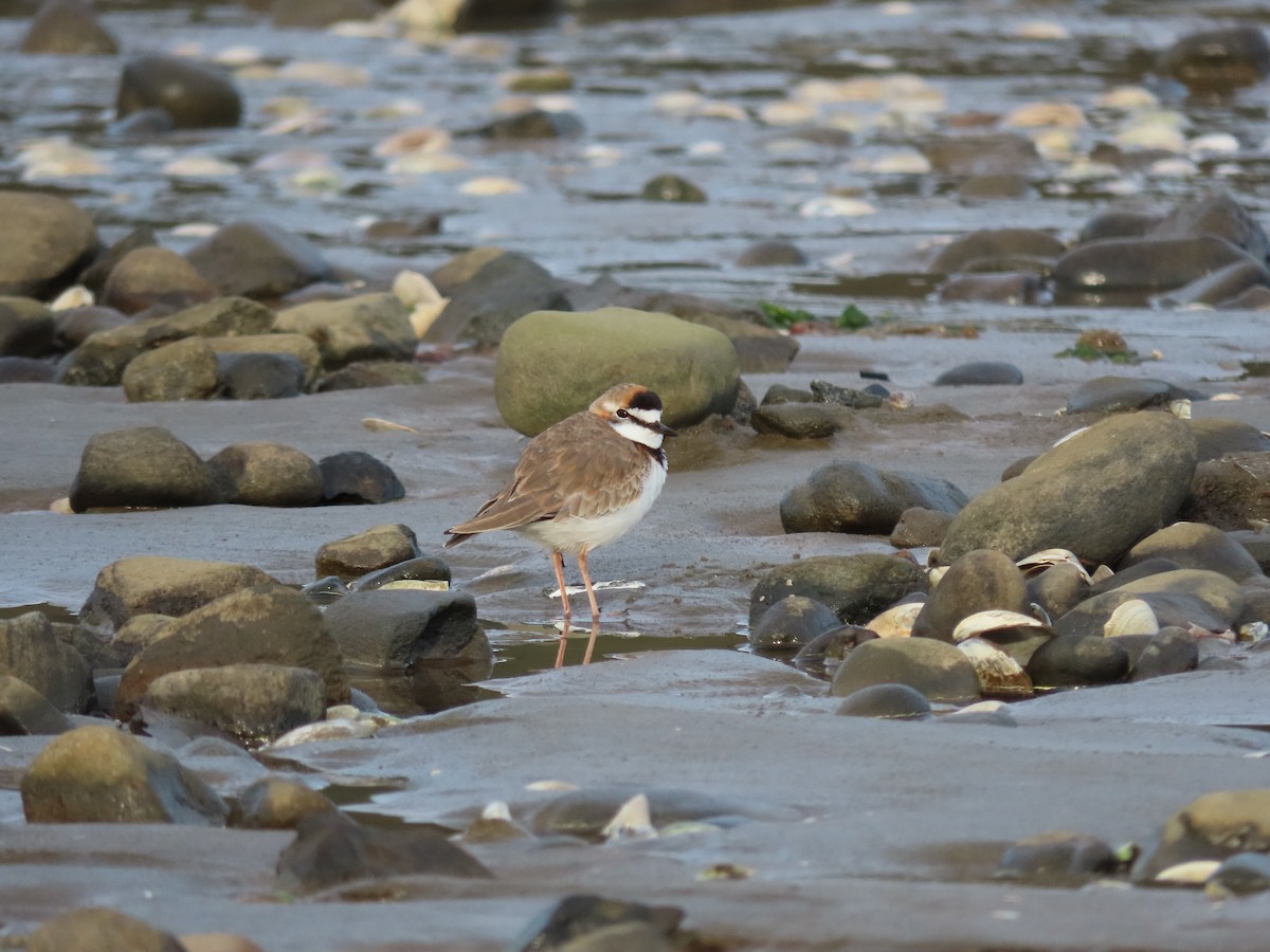 Collared Plover - ML477465001