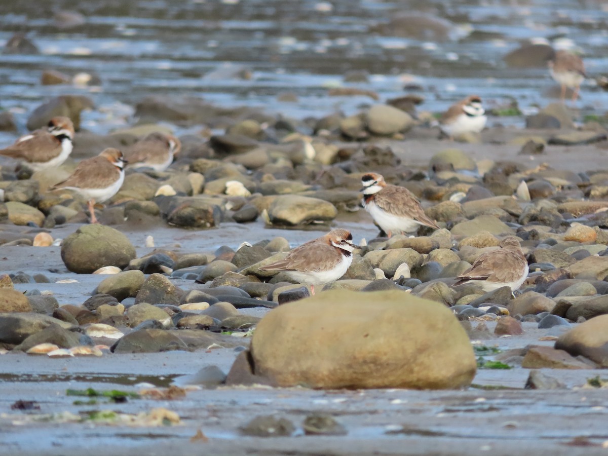 Collared Plover - ML477465021