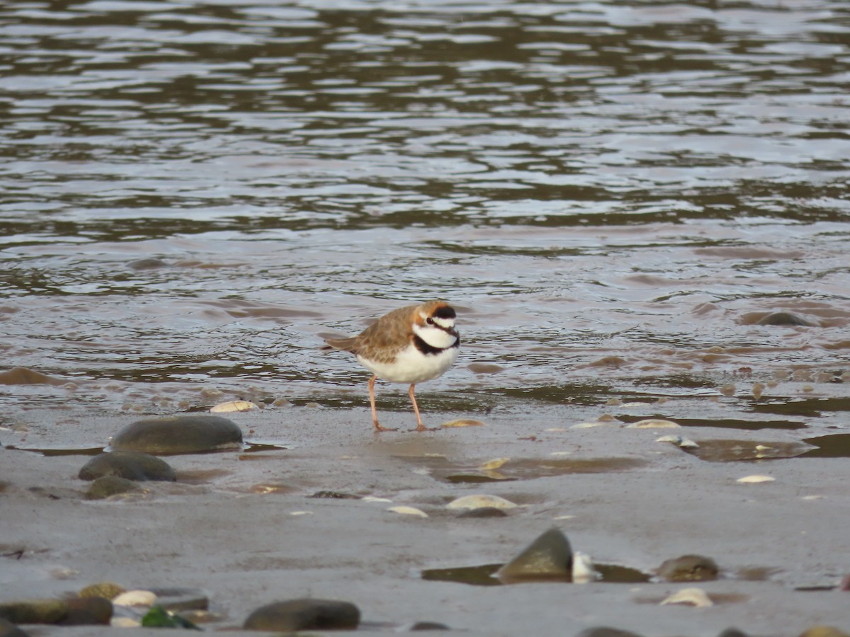 Collared Plover - ML477465031