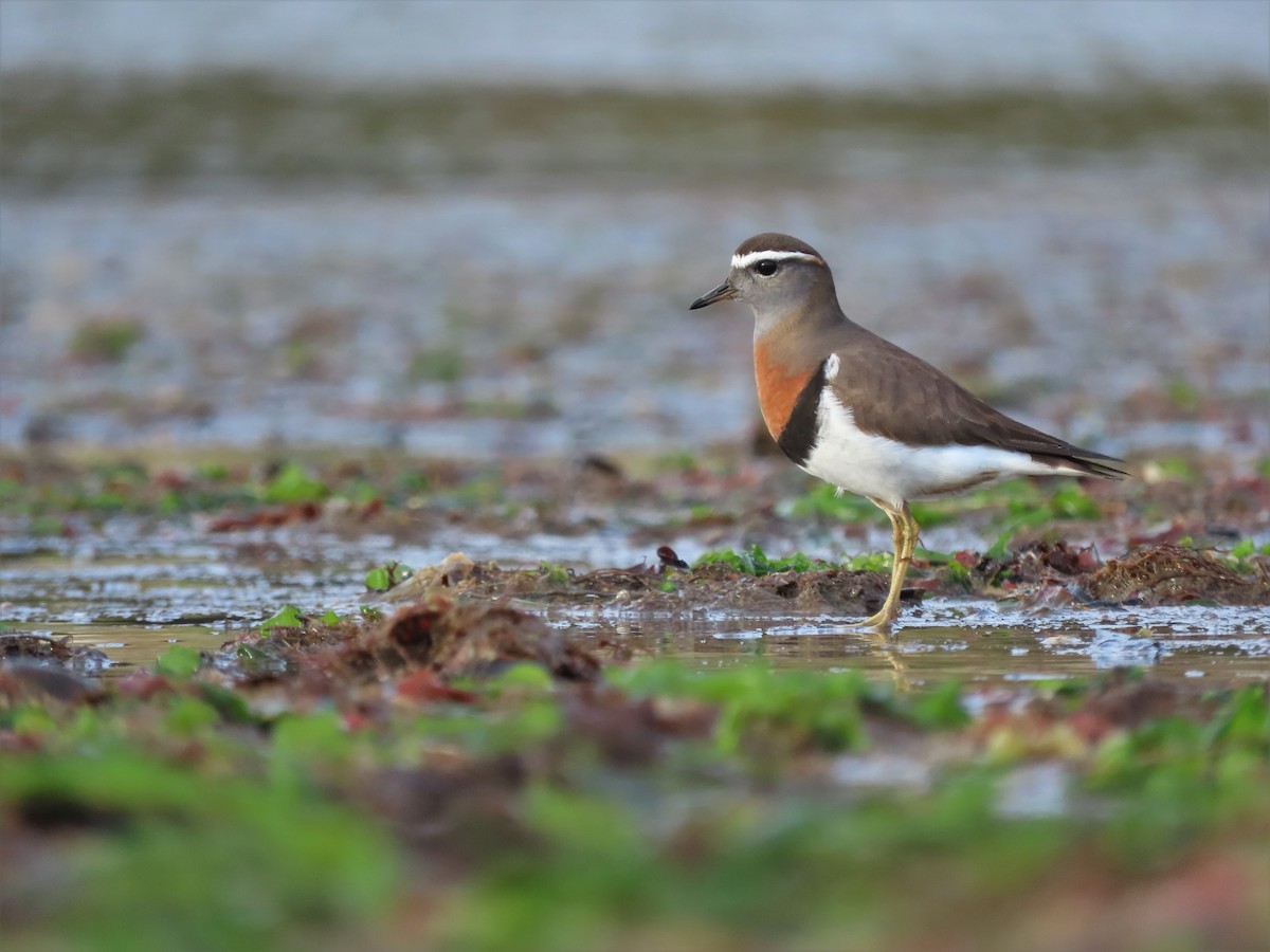 Rufous-chested Dotterel - ML477465131