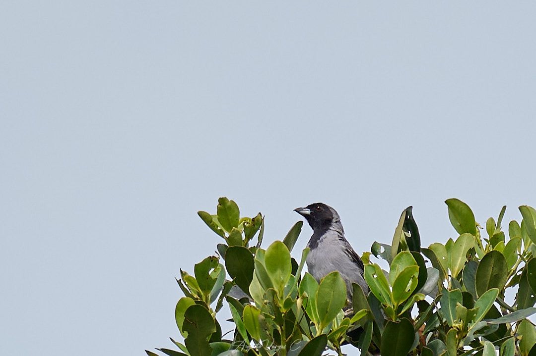 Black-faced Tanager - ML477467241