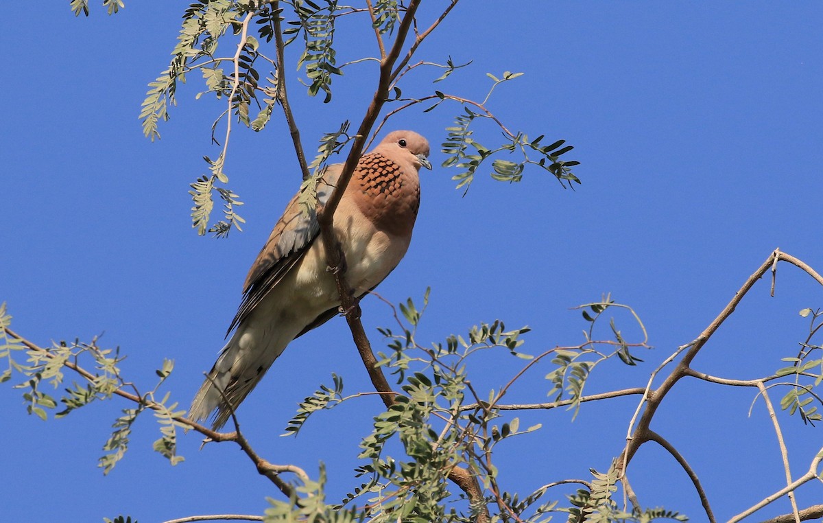 Laughing Dove - ML47747011