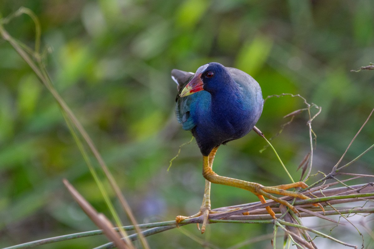 Purple Gallinule - Marcos Eugênio Birding Guide