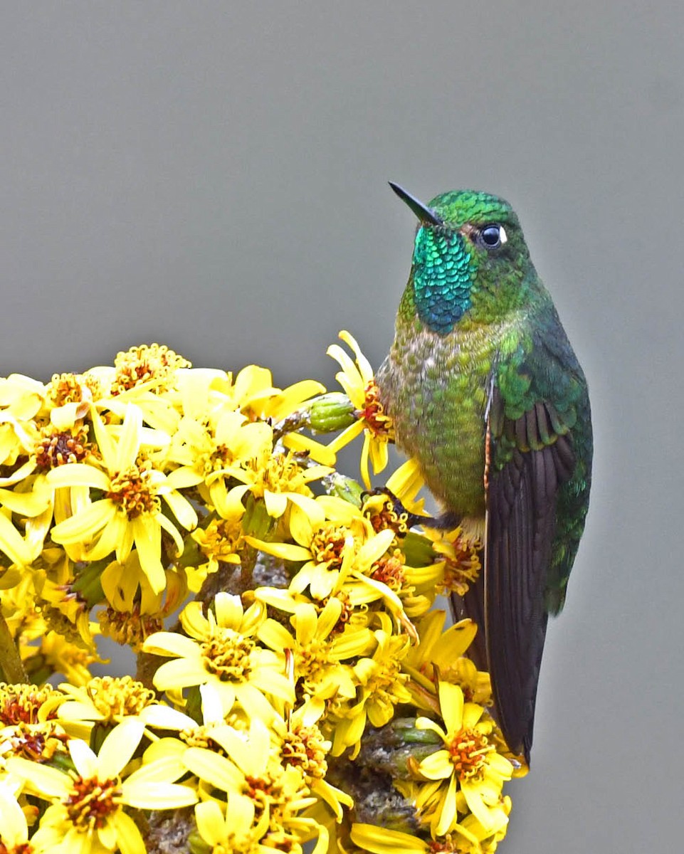 kolibřík dřišťálový - ML477474601