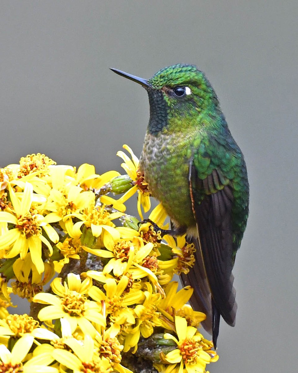 kolibřík dřišťálový - ML477474611