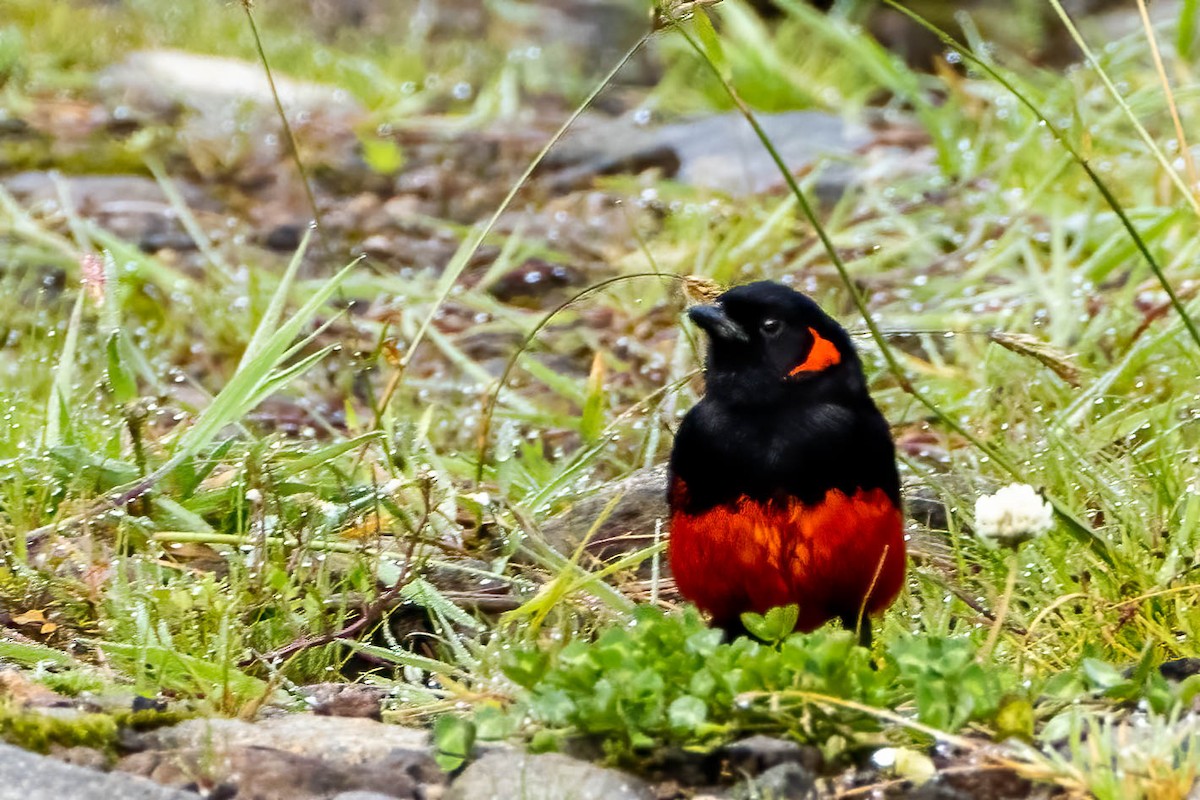 Scarlet-bellied Mountain Tanager - ML477474721