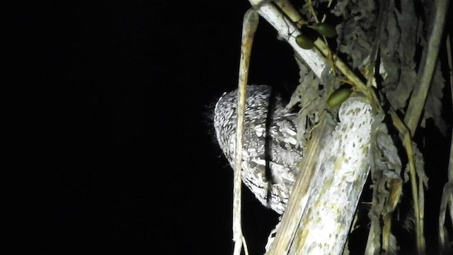 Whiskered Screech-Owl - ML477475281