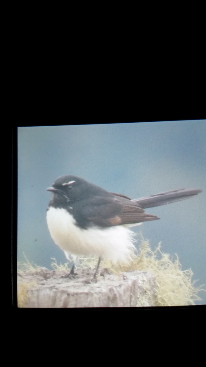 Willie-wagtail - Becky Turley
