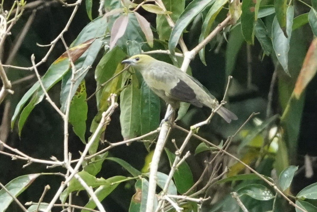Palm Tanager - ML477477921