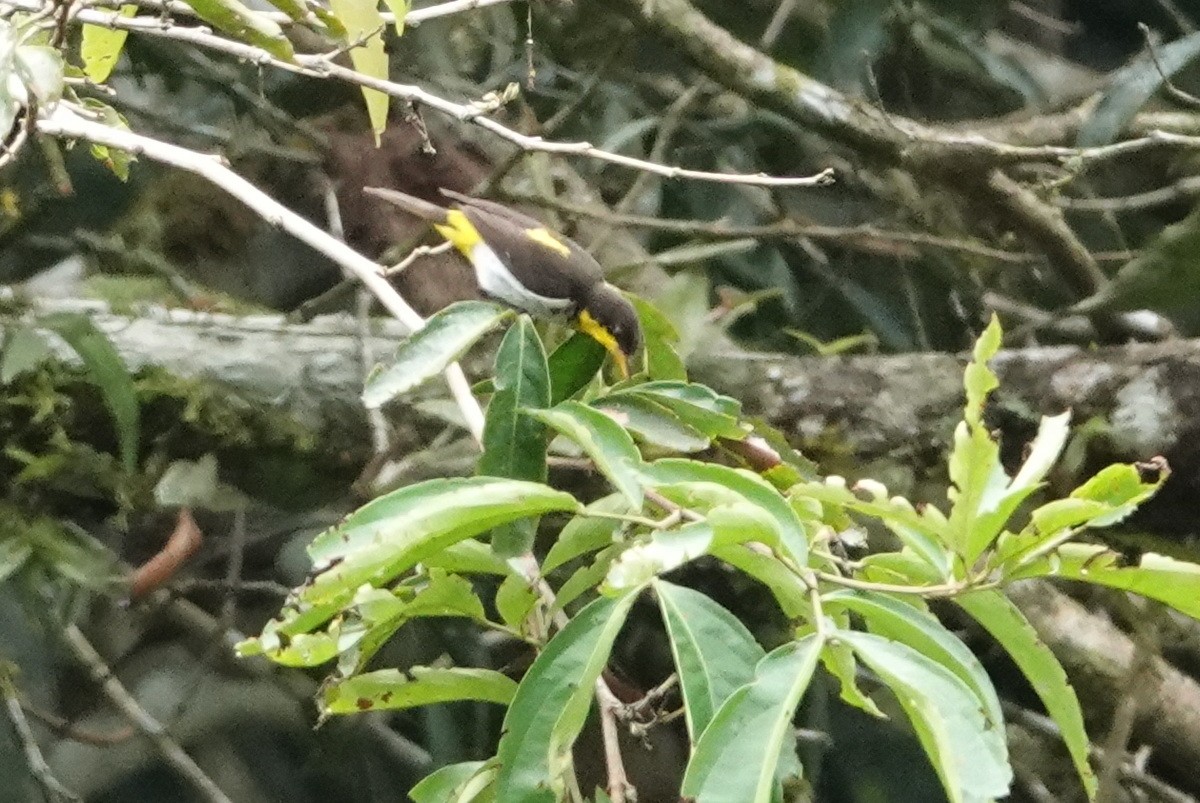 Yellow-backed Tanager - ML477478011